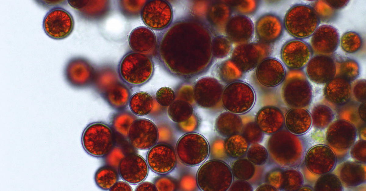 Microfluidizer Teknolojisi ile LNP'lerin Yarı Sürekli Üretimi